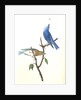Arctic Blue Bird by John James Audubon