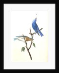 Arctic Blue Bird by John James Audubon