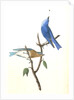 Arctic Blue Bird by John James Audubon