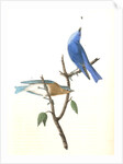 Arctic Blue Bird by John James Audubon