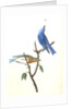 Arctic Blue Bird by John James Audubon