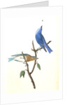 Arctic Blue Bird by John James Audubon