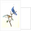 Arctic Blue Bird by John James Audubon
