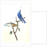 Arctic Blue Bird by John James Audubon