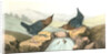 American Dipper by John James Audubon