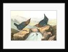American Dipper by John James Audubon