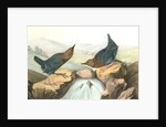 American Dipper by John James Audubon