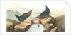 American Dipper by John James Audubon
