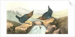 American Dipper by John James Audubon