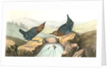 American Dipper by John James Audubon