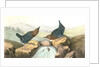 American Dipper by John James Audubon