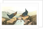 American Dipper by John James Audubon