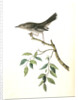 Mountain Mocking Bird. Male by John James Audubon