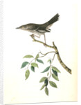 Mountain Mocking Bird. Male by John James Audubon