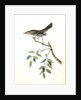 Mountain Mocking Bird. Male by John James Audubon