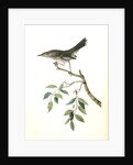 Mountain Mocking Bird. Male by John James Audubon
