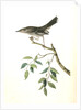 Mountain Mocking Bird. Male by John James Audubon