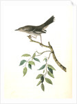 Mountain Mocking Bird. Male by John James Audubon