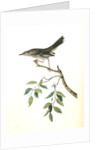Mountain Mocking Bird. Male by John James Audubon