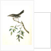 Mountain Mocking Bird. Male by John James Audubon
