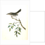 Mountain Mocking Bird. Male by John James Audubon