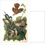 Ferruginous Mocking-Bird by John James Audubon