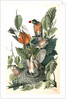 American Robin, or Migratory Thrush by John James Audubon