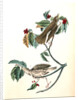Wood Thrush by John James Audubon