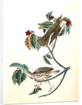 Wood Thrush by John James Audubon