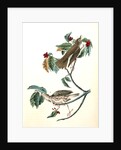 Wood Thrush by John James Audubon