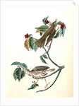 Wood Thrush by John James Audubon