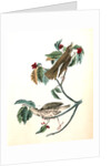 Wood Thrush by John James Audubon