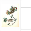 Wood Thrush by John James Audubon