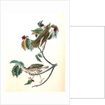 Wood Thrush by John James Audubon