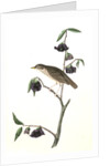 Dwarf Thrush . Male. (Plant: Porcelia Triloba) by John James Audubon
