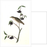 Dwarf Thrush . Male. (Plant: Porcelia Triloba) by John James Audubon