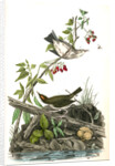 Golden-Crowned Wagtail (Thrush) by John James Audubon