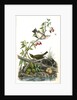 Golden-Crowned Wagtail (Thrush) by John James Audubon