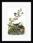 Golden-Crowned Wagtail (Thrush) by John James Audubon