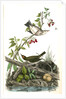Golden-Crowned Wagtail (Thrush) by John James Audubon