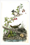 Golden-Crowned Wagtail (Thrush) by John James Audubon
