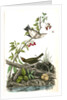 Golden-Crowned Wagtail (Thrush) by John James Audubon