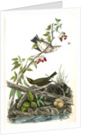 Golden-Crowned Wagtail (Thrush) by John James Audubon