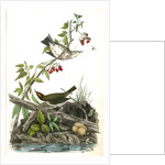 Golden-Crowned Wagtail (Thrush) by John James Audubon