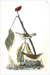 Aquatic Wood-Wagtail by John James Audubon