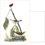 Aquatic Wood-Wagtail by John James Audubon