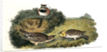 Shore Lark by John James Audubon