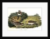 Shore Lark by John James Audubon