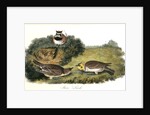 Shore Lark by John James Audubon