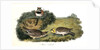 Shore Lark by John James Audubon